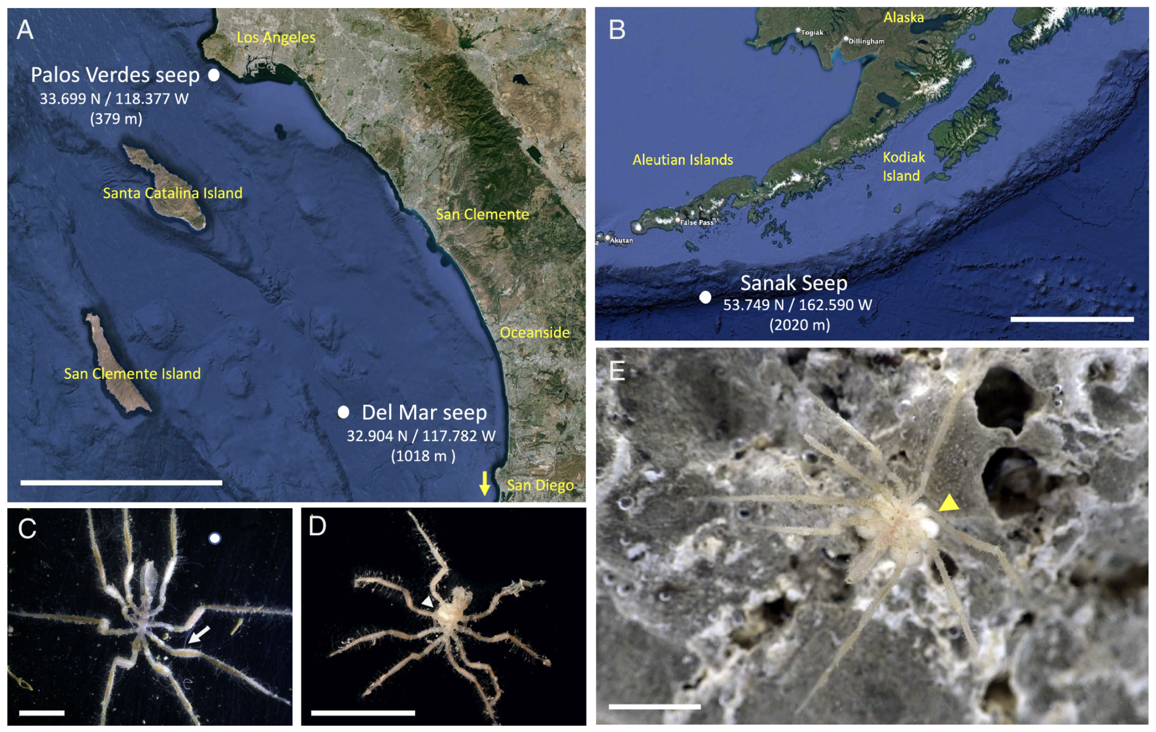 collage includes maps showing the seep locations, and three photos of sea spiders
